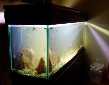 Michael Hanelt's Big Fish Tank